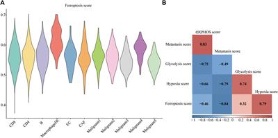 Construction and Validation of a Ferroptosis-Related Prognostic Signature for Melanoma Based on Single-Cell RNA Sequencing